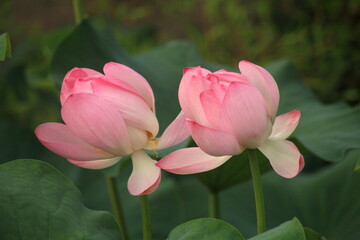 two pink lotus flowers
