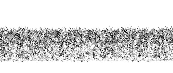 trees in the forest isolated on a transparent background, sketch, outline illustration, cg render
