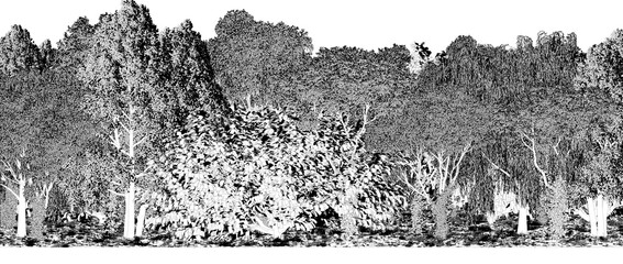 trees in the forest isolated on a transparent background, sketch, outline illustration, cg render  © vadim_fl