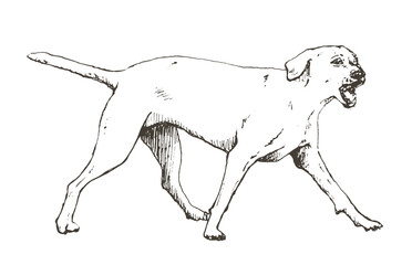 Hand drawn realistic sketch of a barking dog, vector illustration