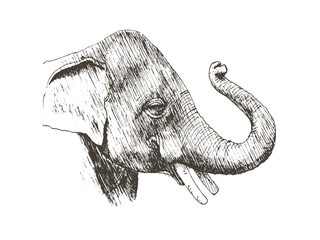 Hand drawn sketch of an elephant lifts up nose. Vector illustration