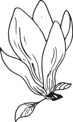 Vector illustration depicting magnolia flowers
