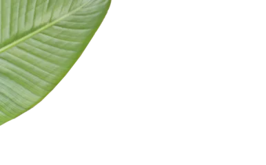 Foto op Canvas Textured green leaf  © vectorfusionart