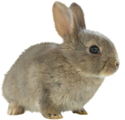 Naklejka premium Close-up of brown bunny 