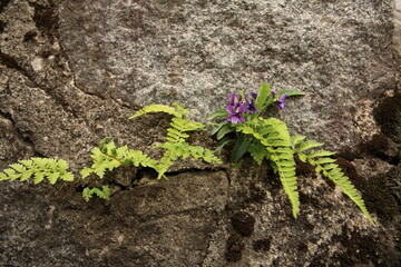 violet blooming between rocks