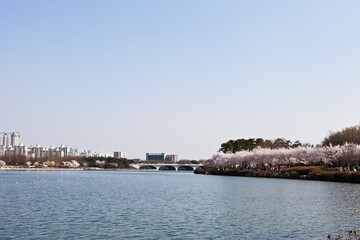 Fototapeta premium Cherry blossoms in the city, the first flower of spring