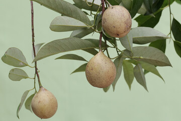Young nutmegs are pale yellow in color. This useful fruit for spices has the scientific name Myristica fragrans.