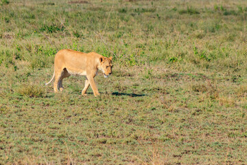 Lioness (Panthera leo) walking in savannah in Serengeti national park, Tanzania