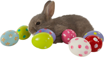 Fototapeta premium Brown bunny with colorful Easter egg