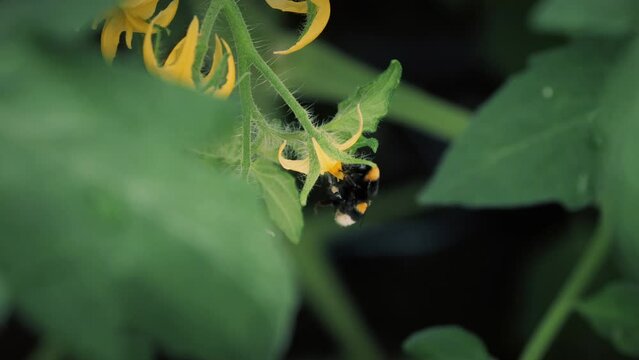 A bumblebee pollinates a tomato. Bumblebee on tomato flowers close-up. Using bumblebees in a greenhouse to pollinate plants.