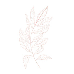 Contour pink twig hand drawn. Isolated on a white background. Botanical illustration. Design element.