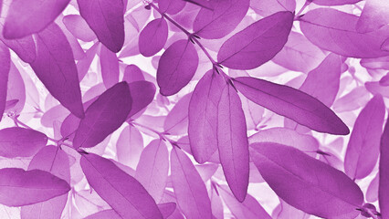 Vegetal background from honeysuckle leaves. Purple or dark pink tinted nature wallpaper from tree foliage. Abstract plant backdrop. Beautiful plants pattern. Leaf texture