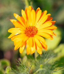 Beautiful orange flower in nature. Close-up.