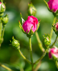 Beautiful pink flower in nature in summer. Close-up