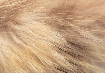Animal fur as an abstract background. Macro