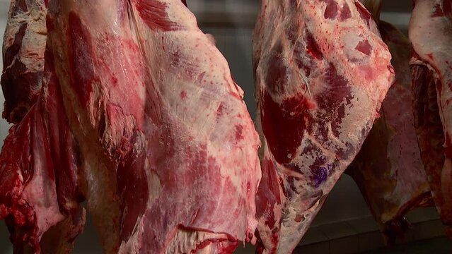 pork and beef carcasses are suspended in the refrigerator at the meat processing plant