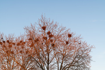 crows and their nests in sycamore trees