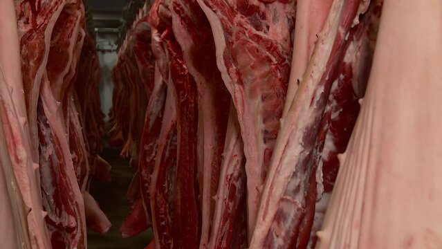 pork and beef carcasses are suspended in the refrigerator at the meat processing plant