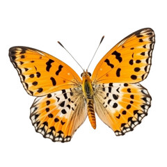 Obraz premium butterfly isolated on white, transparent background, PNG , digital ai art 