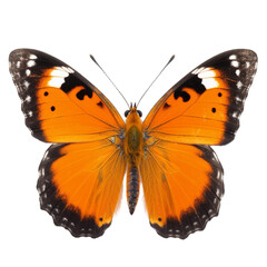 butterfly isolated on white, transparent background, PNG , digital ai art	
	
