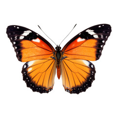 Obraz premium butterfly isolated on white, transparent background, PNG , digital ai art 