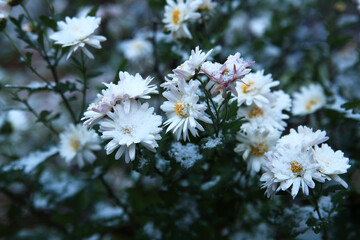 snow on the chrysanthemum
