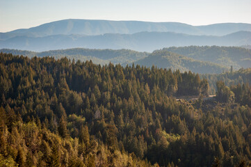 Forest Overlook at Redwood National Park