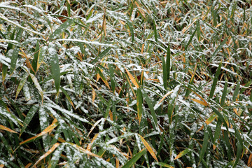 snow on green bamboo 