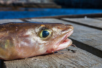 Caught fish on a jetty by the sea