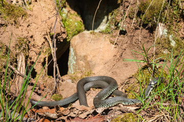 Grass snake basking in the sunshine at springtime