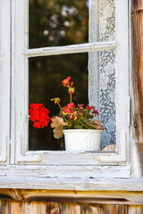 Fototapeta na wymiar Blooming geranium flower in the window