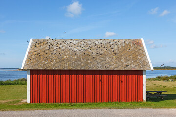 Red cottage at the seashore with the House Martins on the roof