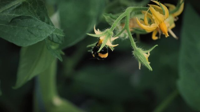 A bumblebee pollinates a tomato. Bumblebee on tomato flowers close-up. Using bumblebees in a greenhouse to pollinate plants.