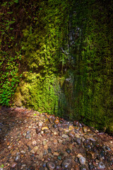 Fern Canyon at Redwood National Park