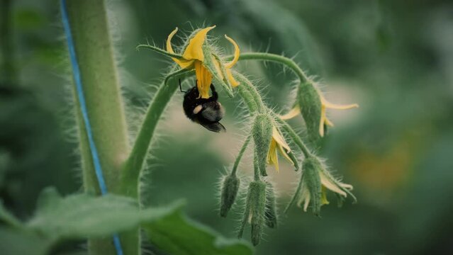 A bumblebee pollinates a tomato. Bumblebee on tomato flowers close-up. Using bumblebees in a greenhouse to pollinate plants.