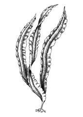 Hand drawn Konbu sketch. Kombu - edible seaweed drawing isolated on white background. Sea kelp vector food illustration. Japanese cuisines, healthy food ingredient in engraved style © sketched-graphics