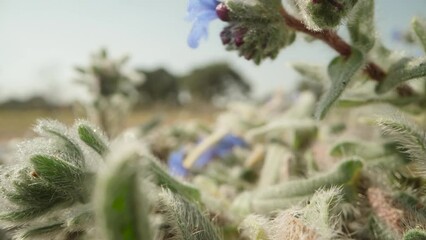 Desert plant Alkanna tinctoria with blue flowers. Dolly slider extreme close-up.