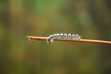 Insect caterpillar on a stick in the forest