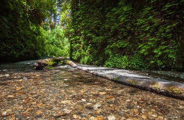 Naklejka premium Fern Canyon at Redwood National Park