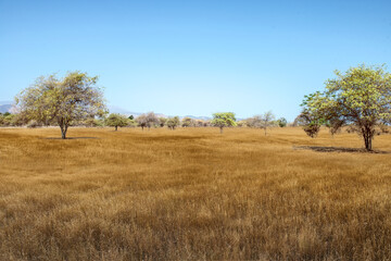 Landscape view of the savanna