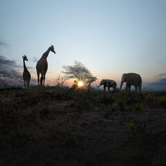 Fototapeta na wymiar Elephant and giraffe walking on the field
