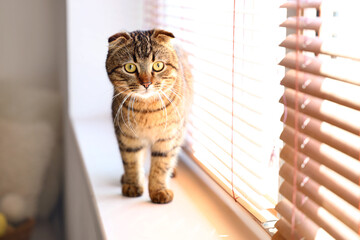 Striped Scottish fold cat on window sill at home
