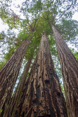 Towering Redwoods at Redwood National Park