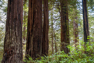 Towering Redwoods at Redwood National Park