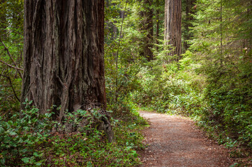 Fototapeta na wymiar Hiking Trail at Redwood National Park