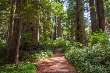 Hiking Trail at Redwood National Park