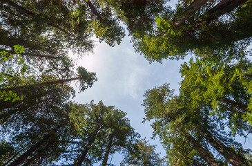 Towering Redwoods at Redwood National Park