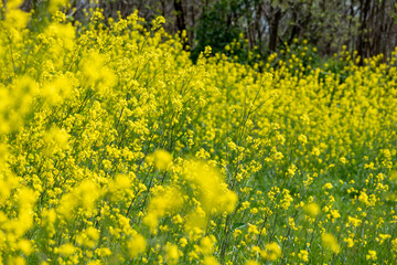 野に咲くたくさんの菜の花