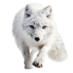 Obraz premium Adorable Running Polar Fox, Captivating Front View Portrait. Generative AI