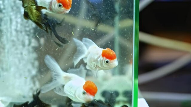 Group of Red Cap Oranda Goldfish in Glass Aquarium at Pet Shop